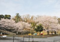 ７丁目Ｍさんご提供　４丁目堰頭公園の桜