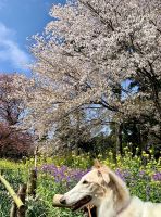 ７丁目Ｍさんご提供　大俵桜周辺の桜と菜の花と大根の花と愛犬のコラボ