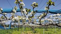 【広報】白塚の梨の花満開2024年4月19日撮影