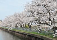 ７丁目Ｍさんご提供　葎堰の桜（１）