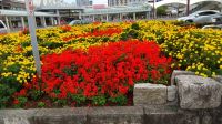 【広報】10月22日撮影、海浜幕張駅前の花壇です。