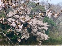 ７丁目Ｍさんご提供　葎堰の桜