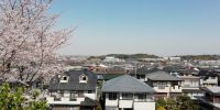 【広報】桜満開の頃、青葉台４丁目から１丁目方面です。