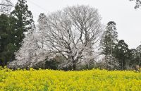 ７丁目Ｍさんご提供　大俵桜（２）