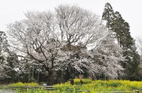 ７丁目Ｍさんご提供　大俵桜（３）