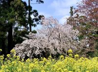 ７丁目Ｍさんご提供　大俵桜周辺にある乙女桜