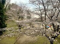 ７丁目Ｍさんご提供　堰頭公園の桜（１）